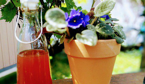 Rhubarb Syrup